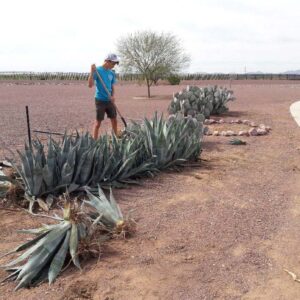 Joaquin - Eagle Project cactus garden removal